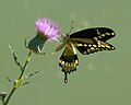 Giant Swallowtail (Papilio cresphontes) butterfly