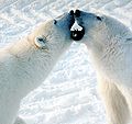 Churchill, Manitoba, Canada