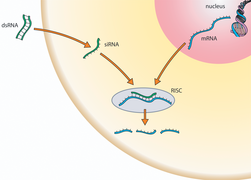 July 3: RNAi is a naturally occurring process in which small RNA molecules activate a cellular process that results in the destruction of a specific mRNA.