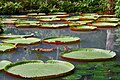 Victoria Regia from Goeldi Museum.jpg