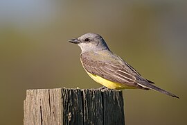 Western Kingbird (27493776228).jpg