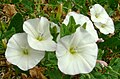 Convolvulus arvensis (Field Bindweed)