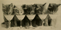 "5_kittens_drinkings_Belle_Johnson.png" by User:Bakelith