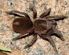 November 10: A female tarantula Acanthoscurria gomesiana.