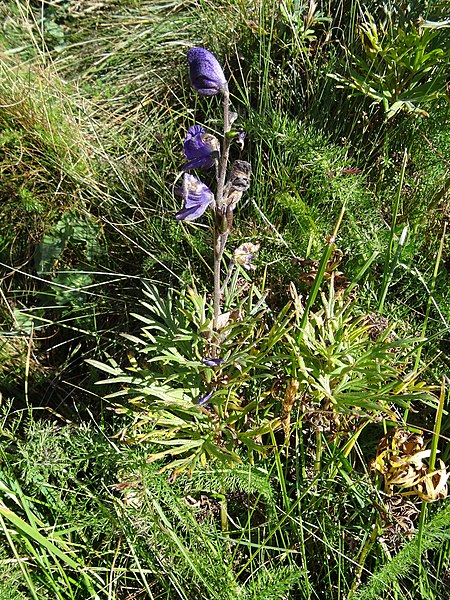 File:Aconitum napellus plant (09).jpg