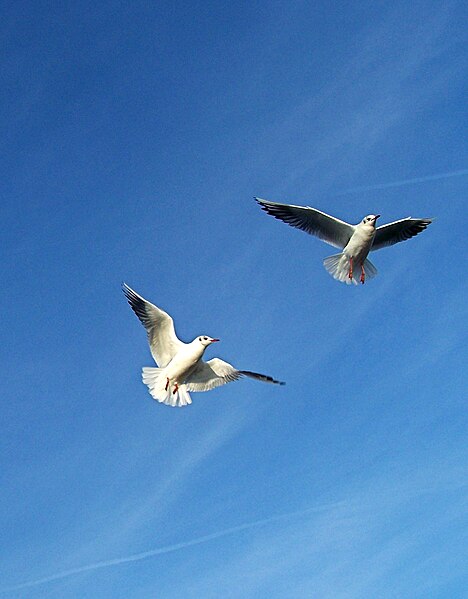 File:Gulls dancing in the sky.jpg