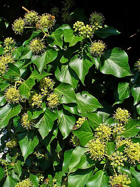 File:Hedera helix 002.JPG