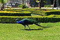 Peacock in Flower Garden