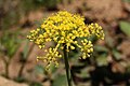 Lomatium brandegeei