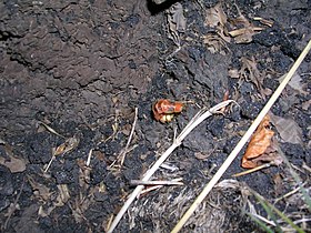 Firefly near Rifugio Timpa Rossa