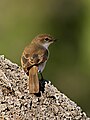 Bradornis mariquensis (cat.)