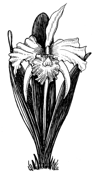 File:Orchid (PSF).png