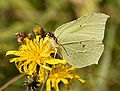 * Nomination Common Brimstone (Gonepteryx rhamni). --kallerna 09:23, 8 August 2009 (UTC) * Promotion Very good --Korall 18:50, 8 August 2009 (UTC)