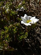 Anemone drummondii