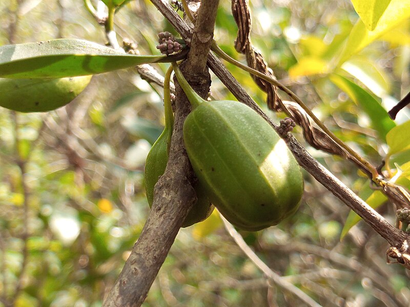 File:Aristolochia indica 5.jpg