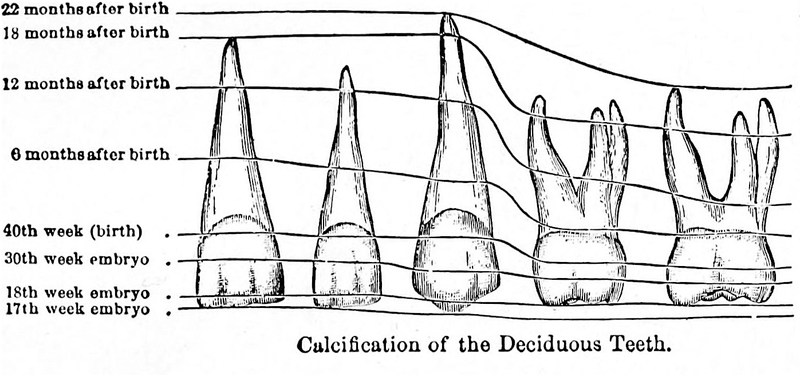 File:Calcification of the deciduous teeth.png