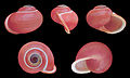 * Nomination Pink variety of the shell of the Philippine land snail Calocochlia festiva --Llez 07:44, 5 January 2012 (UTC) * Promotion  Comment Ventral view has some noise, previous version was imo better. --Iifar 11:30, 5 January 2012 (UTC)  Info As the colours are better in the second version, I reduced noise in the ventral view instead of replacing by the previous version. --Llez 12:49, 5 January 2012 (UTC)  Comment Ventral view has still noise and it's unsharp too. Other views are imo very good. --Iifar 17:37, 6 January 2012 (UTC)  Info OK, back to the first version. --Llez 20:55, 6 January 2012 (UTC)  Support QI & Useful --Archaeodontosaurus 08:42, 7 January 2012 (UTC)