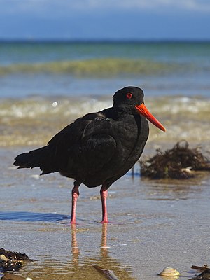 Variable Oystercatcher