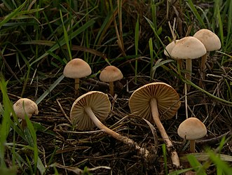 Marasmius oreades