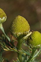   Matricaria discoidea