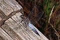 Deutsch: Großer Blaupfeil (Orthetrum cancellatum) English: Black-tailed Skimmer Orthetrum cancellatum