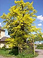 Quercus robur 'Concordia'