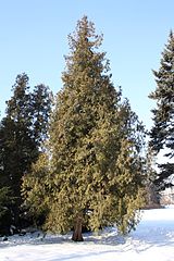 In winter; Park Skaryszewski, Warsaw, Poland