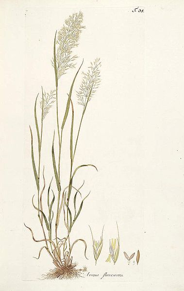 File:Trisetum flavescens.jpg