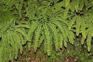 Adiantum aleuticum