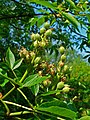 Beginning of fruit development