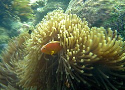 Amphiprion akallopisos Aldabra.jpg