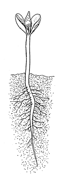 File:Cotyledon (PSF).png