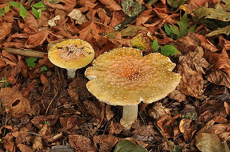 Fly Agaric (Amanita muscaria)