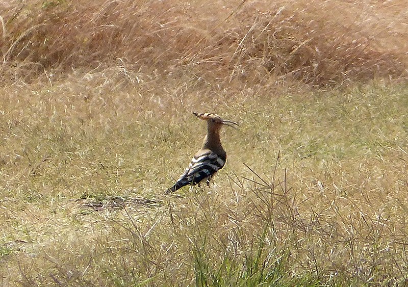 File:Hoopoe. Upupa epops (32279792064).jpg