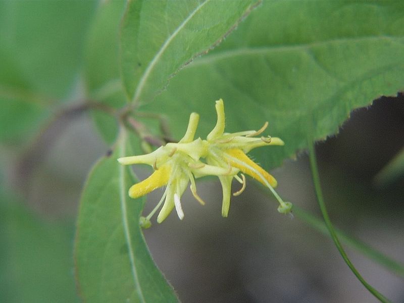 File:Northern bush honeysuckle.jpg