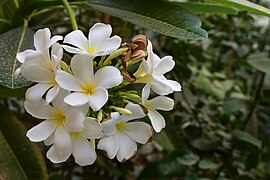 Plumeria1.jpg