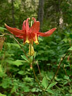 Aquilegia formosa