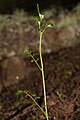 Cardamine oligosperma