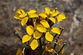 Erysimum capitatum