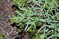 Lomatium brandegeei