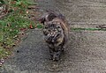 * Nomination: A cat on Wensor Avenue, Nottingham. Mattbuck 13:38, 19 December 2012 (UTC) * * Review needed