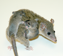 September 3: Genome data from the opossum Monodelphis domestica aids understanding of the evolution of the mammalian immune system.