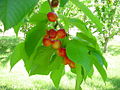 Prunus avium (Rainier cherries)