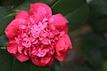 * Nomination Pinkish-red camellia --Theopolisme 22:55, 9 December 2012 (UTC) * WARNING: third template parameter added – please remove.