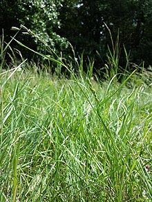 Danthonia decumbens sl4.jpg