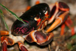 July 4: The Black crab Gecarcinus ruricola.