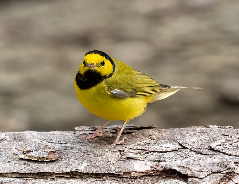 File:Hooded warbler (60212).jpg