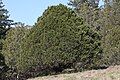 Juniperus maritima