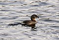 Pied Billed Grebe (Podilymbus podiceps)