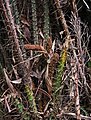 Old male inflorescence